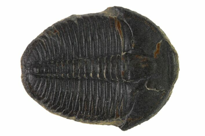 Elrathia Trilobite Fossil - Utah #135530